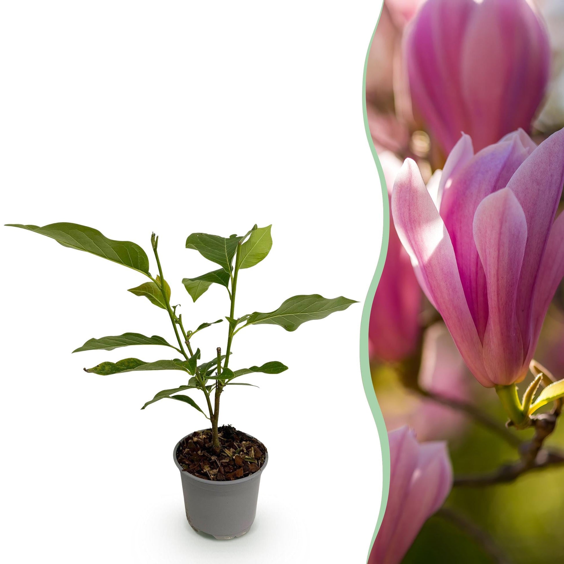 Tuinplant - Magnolia Heaven Scent - Weinig Onderhoud - Forestbloom