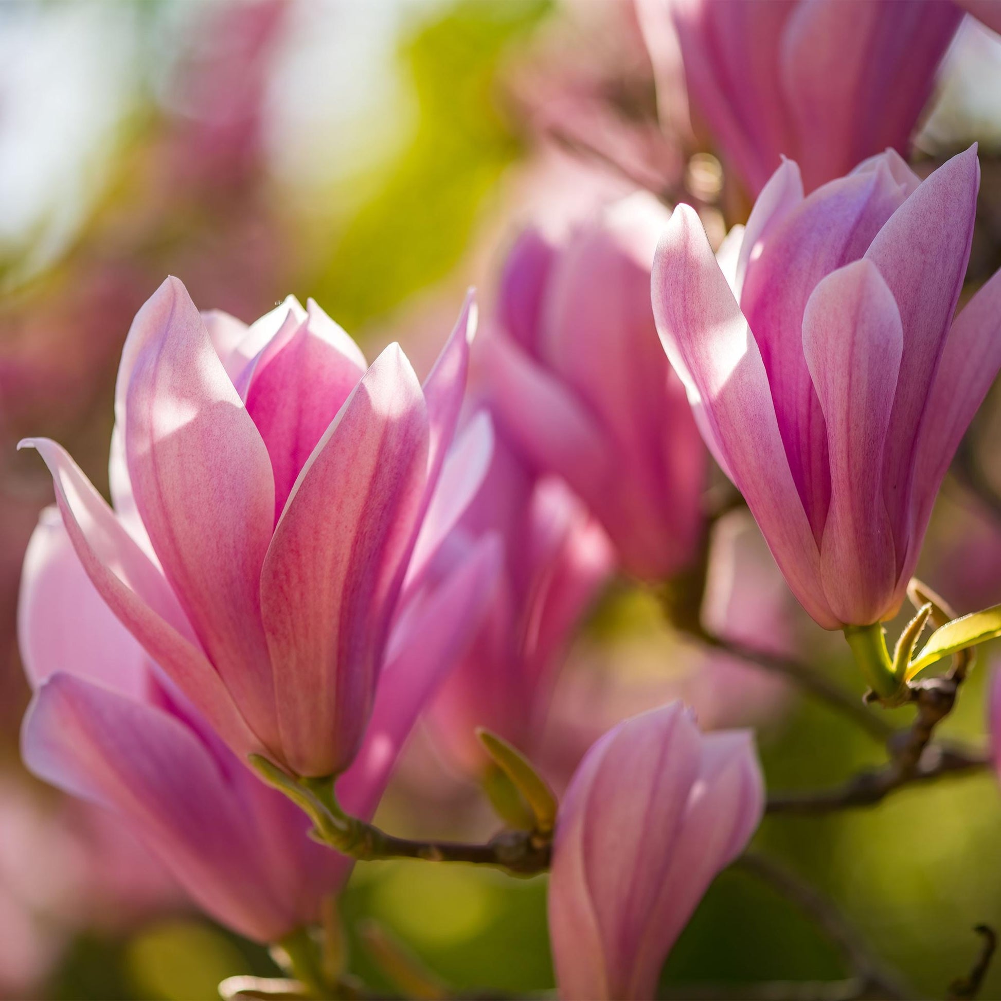 Tuinplant - Magnolia Heaven Scent - Weinig Onderhoud - Forestbloom