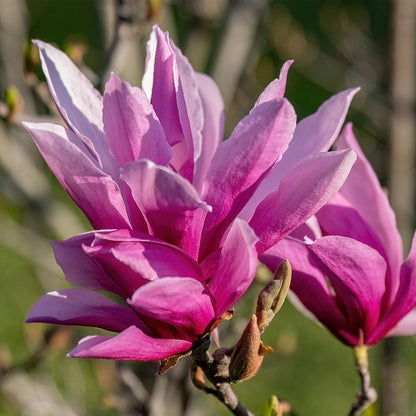 Tuinplant - Magnolia liliiflora Nigra - 3 Planten - Weinig Onderhoud - Forestbloom