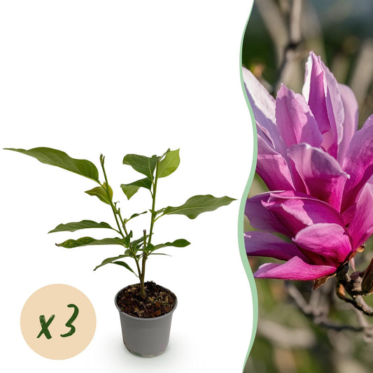 Tuinplant - Magnolia liliiflora Nigra - 3 Planten - Weinig Onderhoud - Forestbloom
