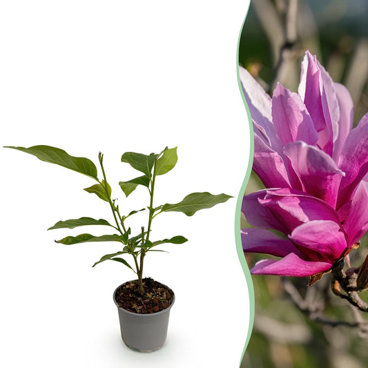 Tuinplant - Magnolia Liliiflora Nigra - Weinig Onderhoud - Forestbloom