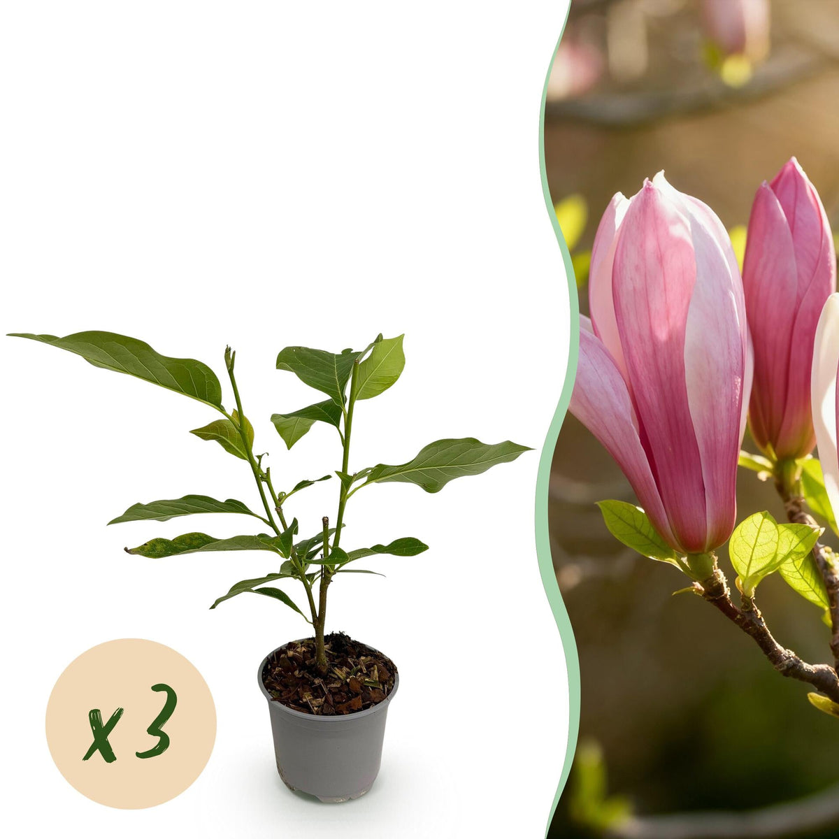 Tuinplant - Magnolia Ricki - 3 Planten - Weinig Onderhoud - Forestbloom