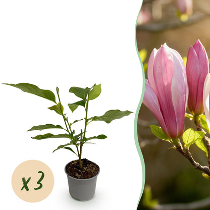 Tuinplant - Magnolia Ricki - 3 Planten - Weinig Onderhoud - Forestbloom
