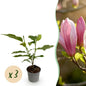 Tuinplant - Magnolia Ricki - 3 Planten - Weinig Onderhoud - Forestbloom