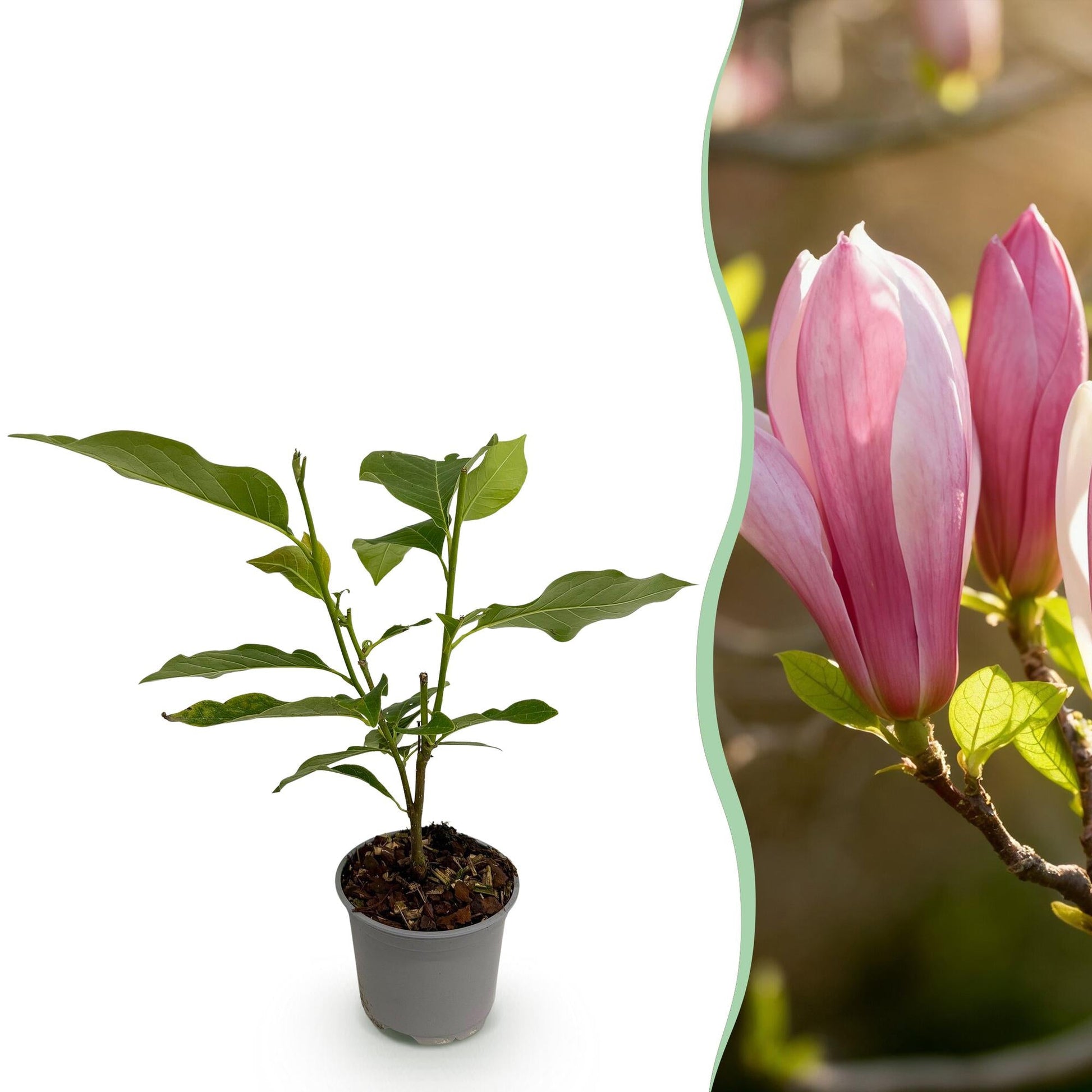 Tuinplant - Magnolia Ricki - Weinig Onderhoud - Forestbloom