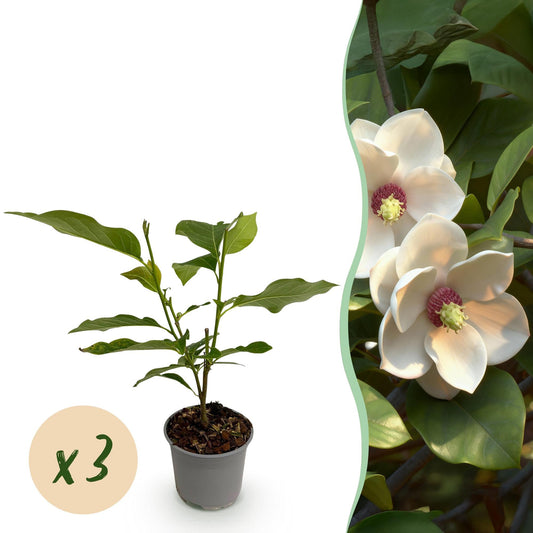 Tuinplant - Magnolia sieboldii - 3 Planten - Weinig Onderhoud - Forestbloom