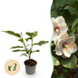 Tuinplant - Magnolia sieboldii - 3 Planten - Weinig Onderhoud - Forestbloom