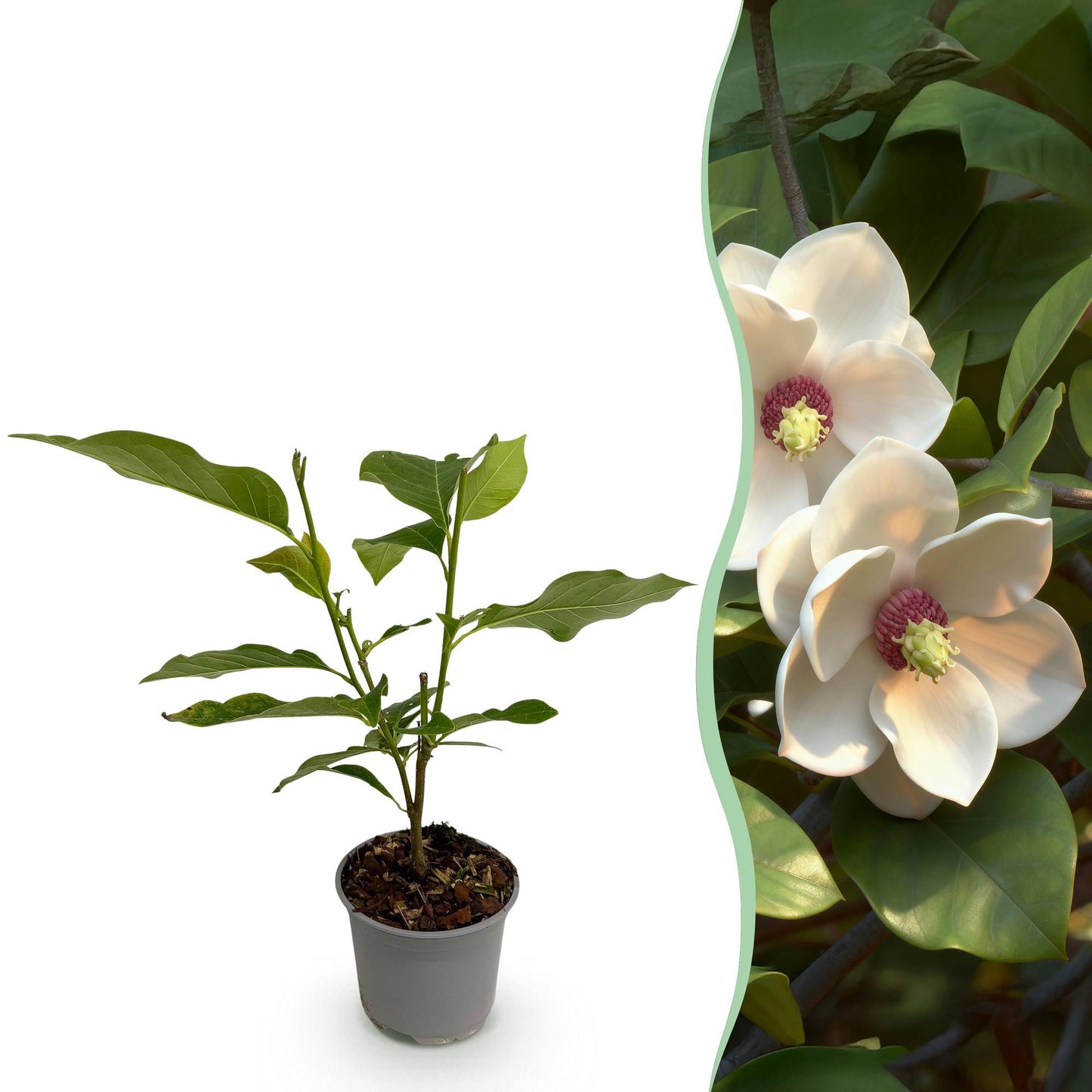Tuinplant - Magnolia Sieboldii - Weinig Onderhoud - Forestbloom