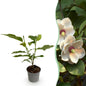 Tuinplant - Magnolia Sieboldii - Weinig Onderhoud - Forestbloom