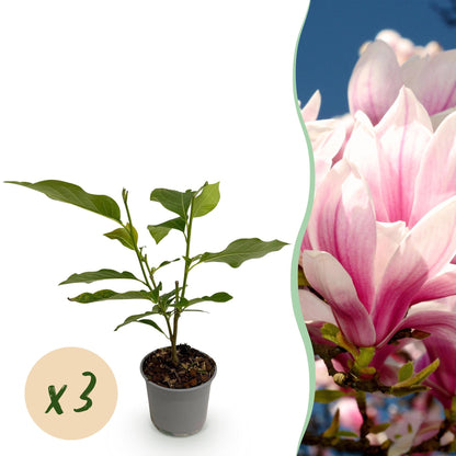Tuinplant - Magnolia Soulangeana - 3 Planten - Weinig Onderhoud - Forestbloom