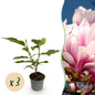 Tuinplant - Magnolia Soulangeana - 3 Planten - Weinig Onderhoud - Forestbloom