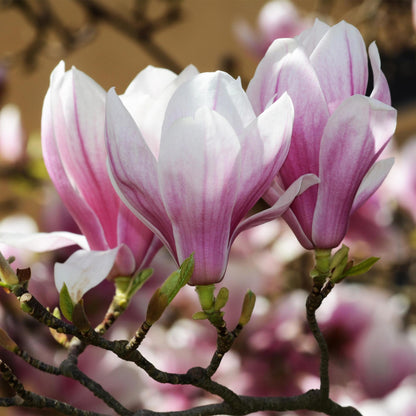 Tuinplant - Magnolia Soulangeana - 3 Planten - Weinig Onderhoud - Forestbloom