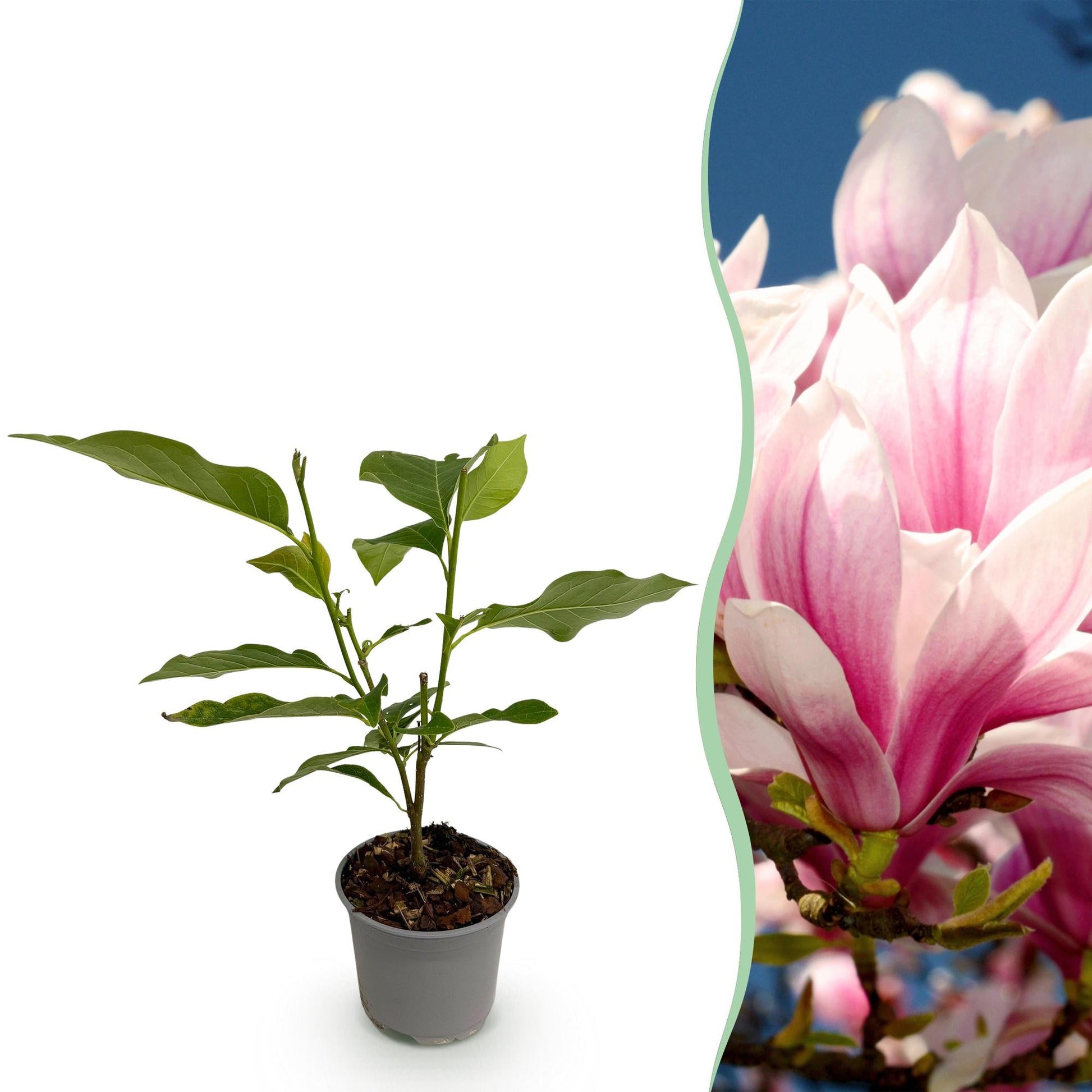 Tuinplant - Magnolia Soulangeana - Weinig Onderhoud - Forestbloom
