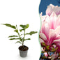 Tuinplant - Magnolia Soulangeana - Weinig Onderhoud - Forestbloom