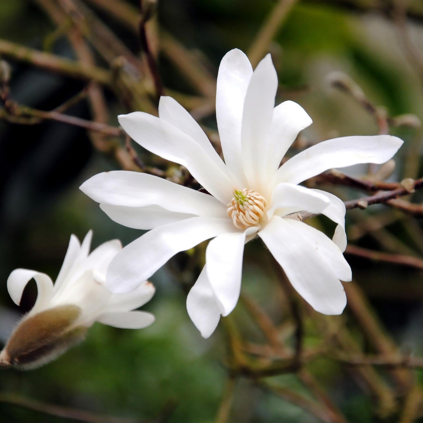 Tuinplant - Magnolia Stellata - 3 Planten - Weinig Onderhoud - Forestbloom