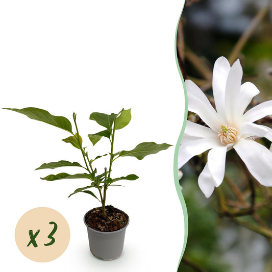 Tuinplant - Magnolia Stellata - 3 Planten - Weinig Onderhoud - Forestbloom