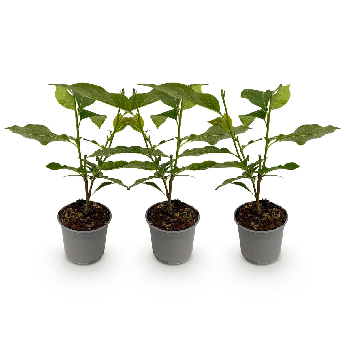 Tuinplant - Magnolia Stellata - 3 Planten - Weinig Onderhoud - Forestbloom