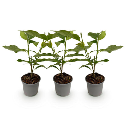 Tuinplant - Magnolia Stellata - 3 Planten - Weinig Onderhoud - Forestbloom