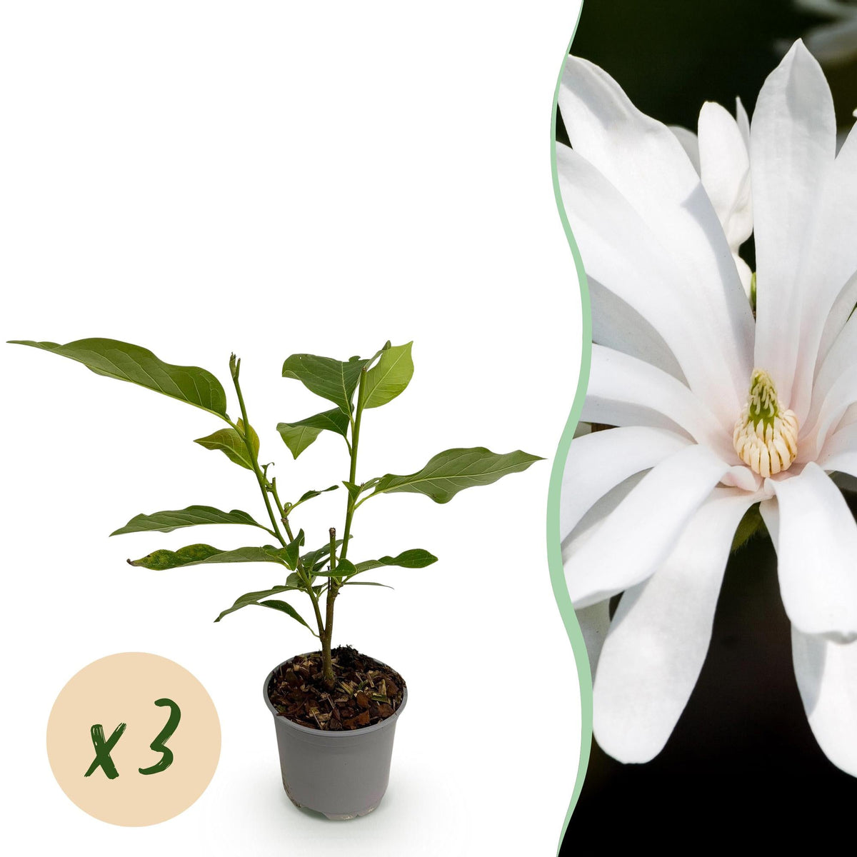 Tuinplant - Magnolia Stellata Royal Star - 3 Planten - Weinig Onderhoud - Forestbloom