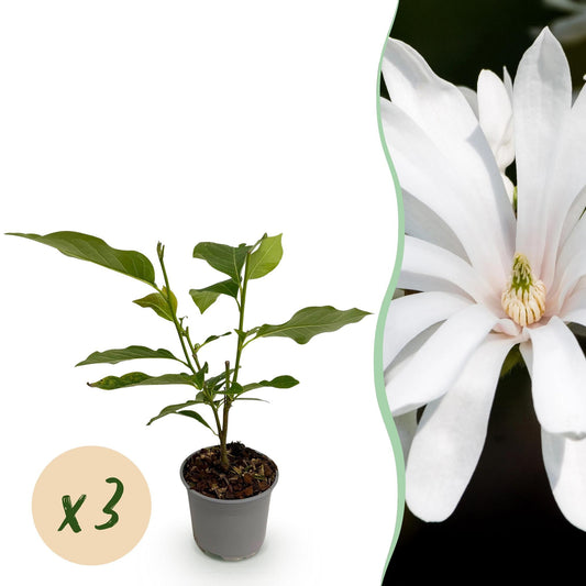 Tuinplant - Magnolia Stellata Royal Star - 3 Planten - Weinig Onderhoud - Forestbloom