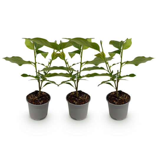 Tuinplant - Magnolia Stellata Royal Star - 3 Planten - Weinig Onderhoud - Forestbloom