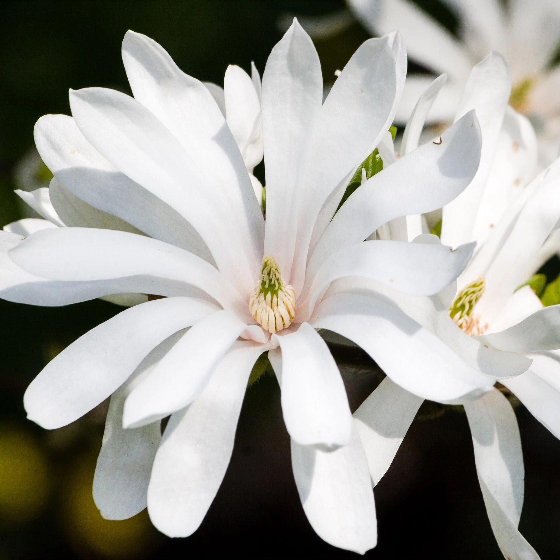 Tuinplant - Magnolia Stellata Royal Star - Weinig Onderhoud - Forestbloom