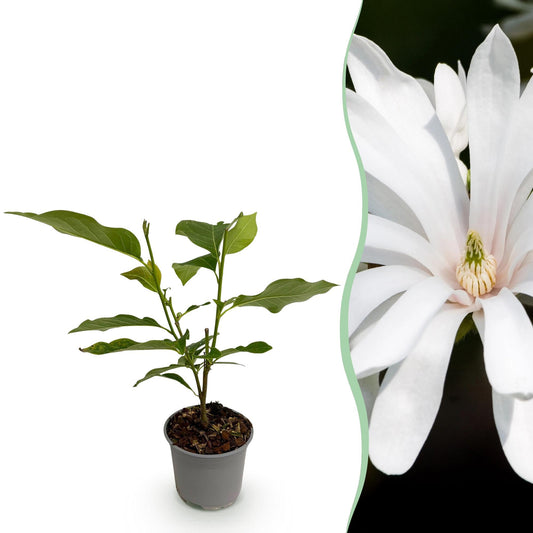 Tuinplant - Magnolia Stellata Royal Star - Weinig Onderhoud - Forestbloom