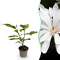 Tuinplant - Magnolia Stellata Royal Star - Weinig Onderhoud - Forestbloom
