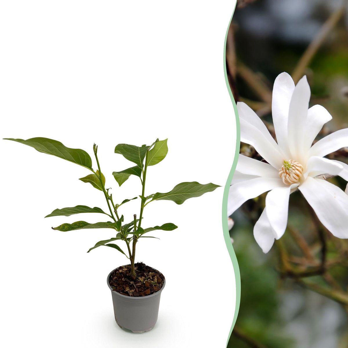 Tuinplant - Magnolia Stellata - Weinig Onderhoud - Forestbloom