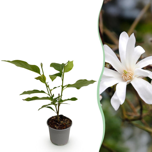 Tuinplant - Magnolia Stellata - Weinig Onderhoud - Forestbloom