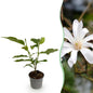 Tuinplant - Magnolia Stellata - Weinig Onderhoud - Forestbloom