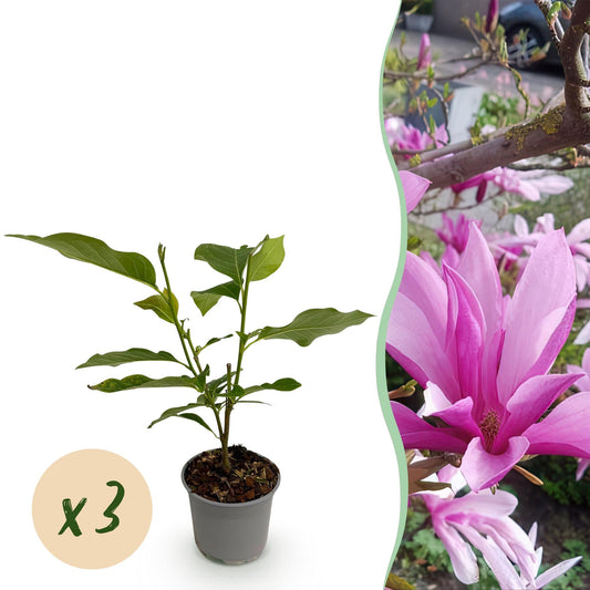 Tuinplant - Magnolia Susan - 3 Planten - Weinig Onderhoud - Forestbloom
