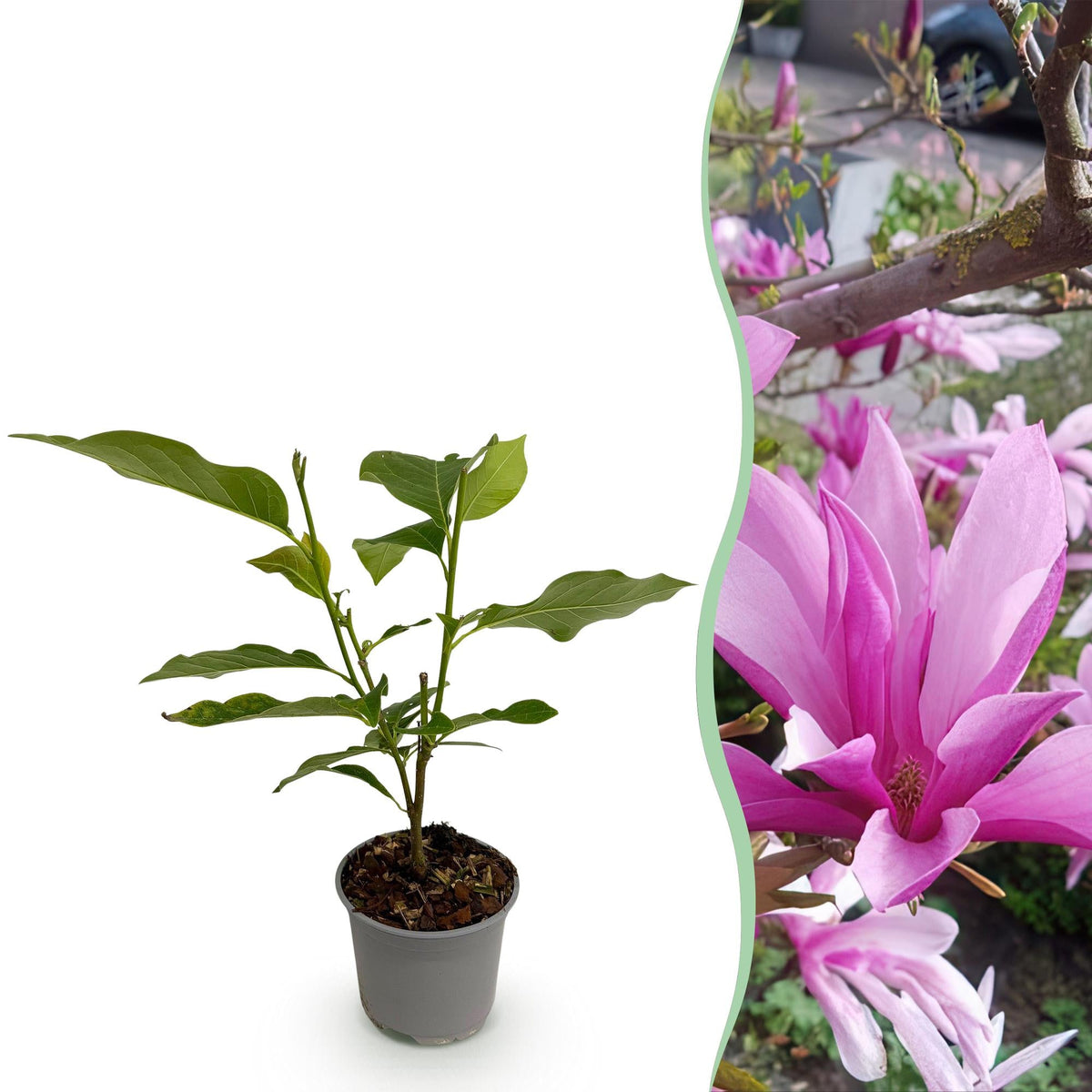 Tuinplant - Magnolia Susan - Weinig Onderhoud - Forestbloom