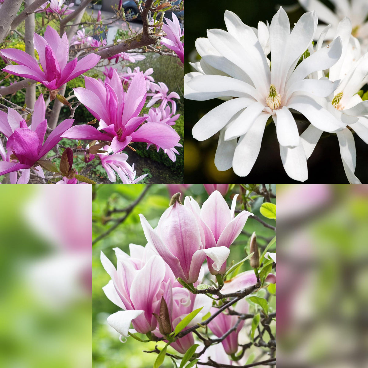 Tuinplant - Magnolia Tricolour - 3 Planten - Weinig Onderhoud - Forestbloom