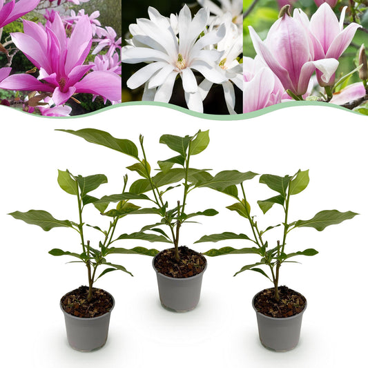 Tuinplant - Magnolia Tricolour - 3 Planten - Weinig Onderhoud - Forestbloom