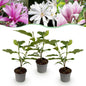 Tuinplant - Magnolia Tricolour - 3 Planten - Weinig Onderhoud - Forestbloom