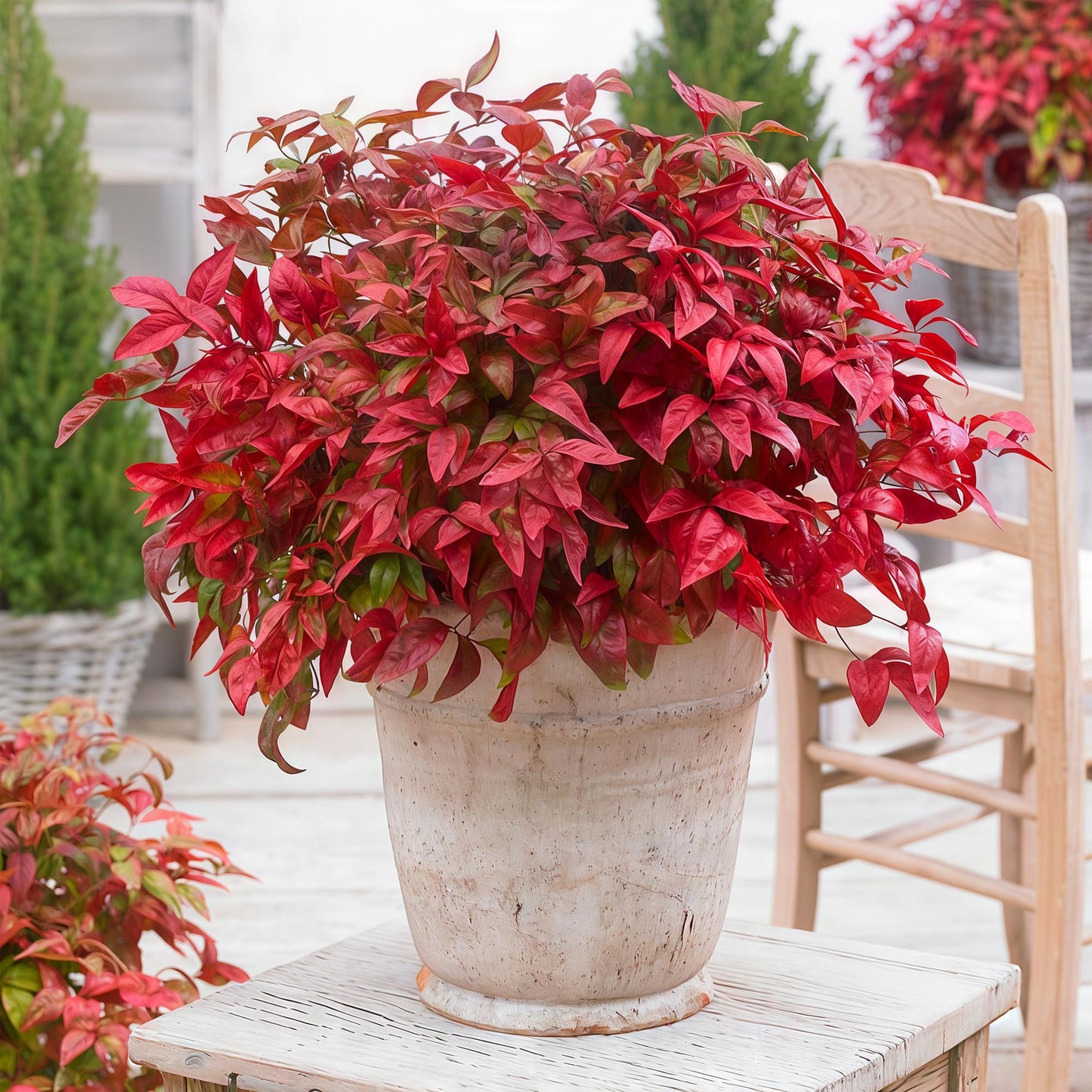 Tuinplant - Nandina Blush Pink - 2 Planten - Weinig Onderhoud - Forestbloom