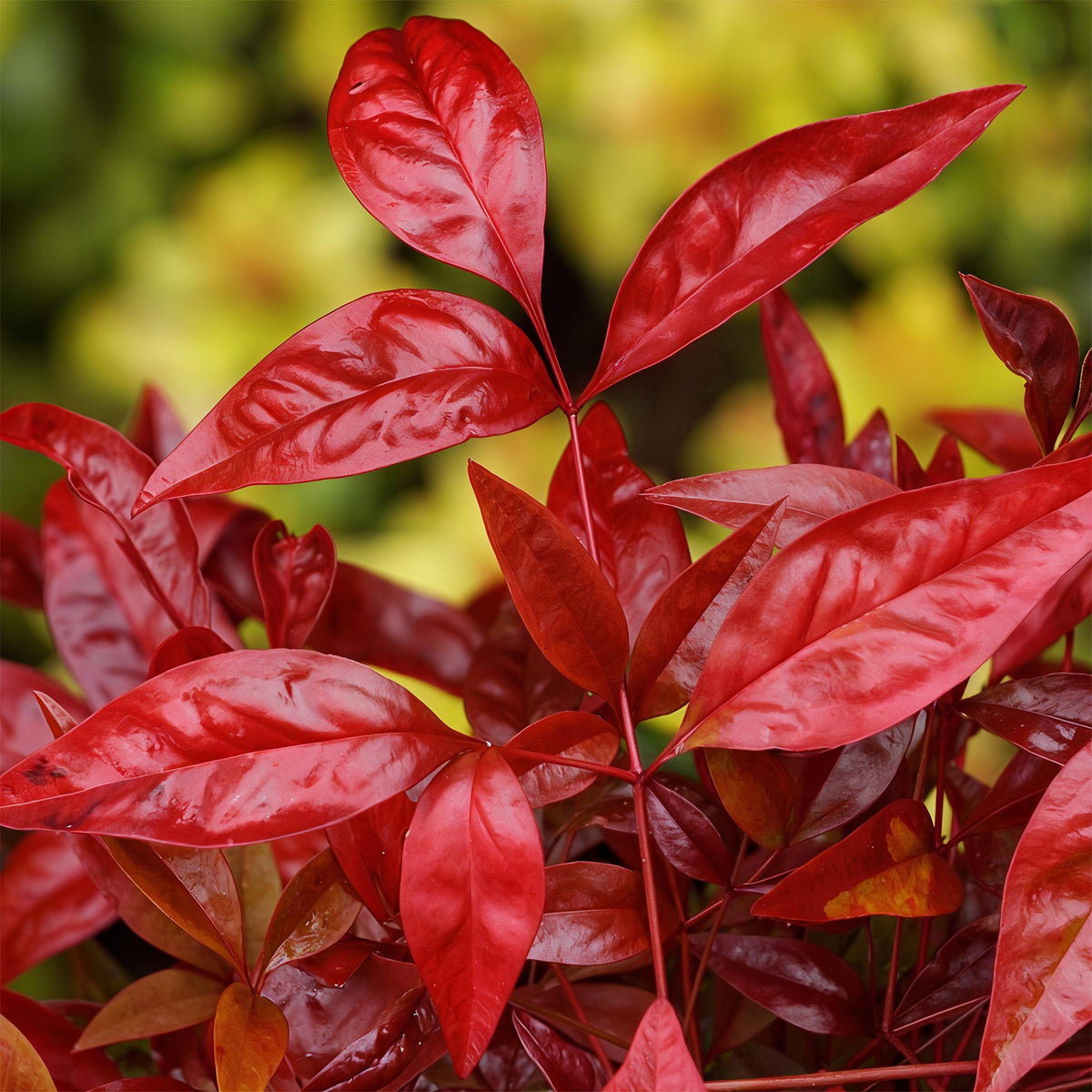 Tuinplant - Nandina Blush Pink - 2 Planten - Weinig Onderhoud - Forestbloom