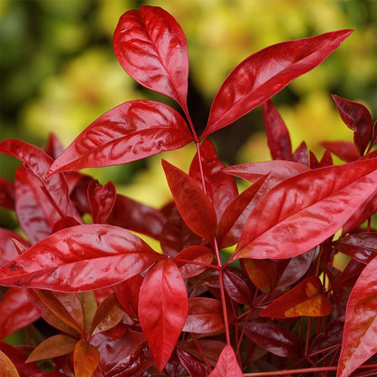 Tuinplant - Nandina Blush Pink - 2 Planten - Weinig Onderhoud - Forestbloom