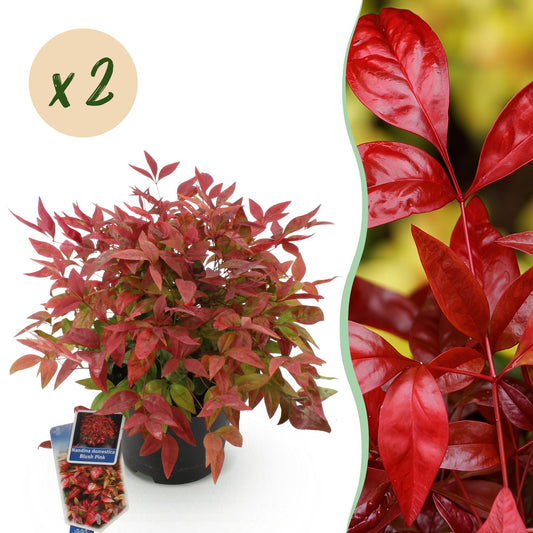 Tuinplant - Nandina Blush Pink - 2 Planten - Weinig Onderhoud - Forestbloom