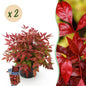 Tuinplant - Nandina Blush Pink - 2 Planten - Weinig Onderhoud - Forestbloom