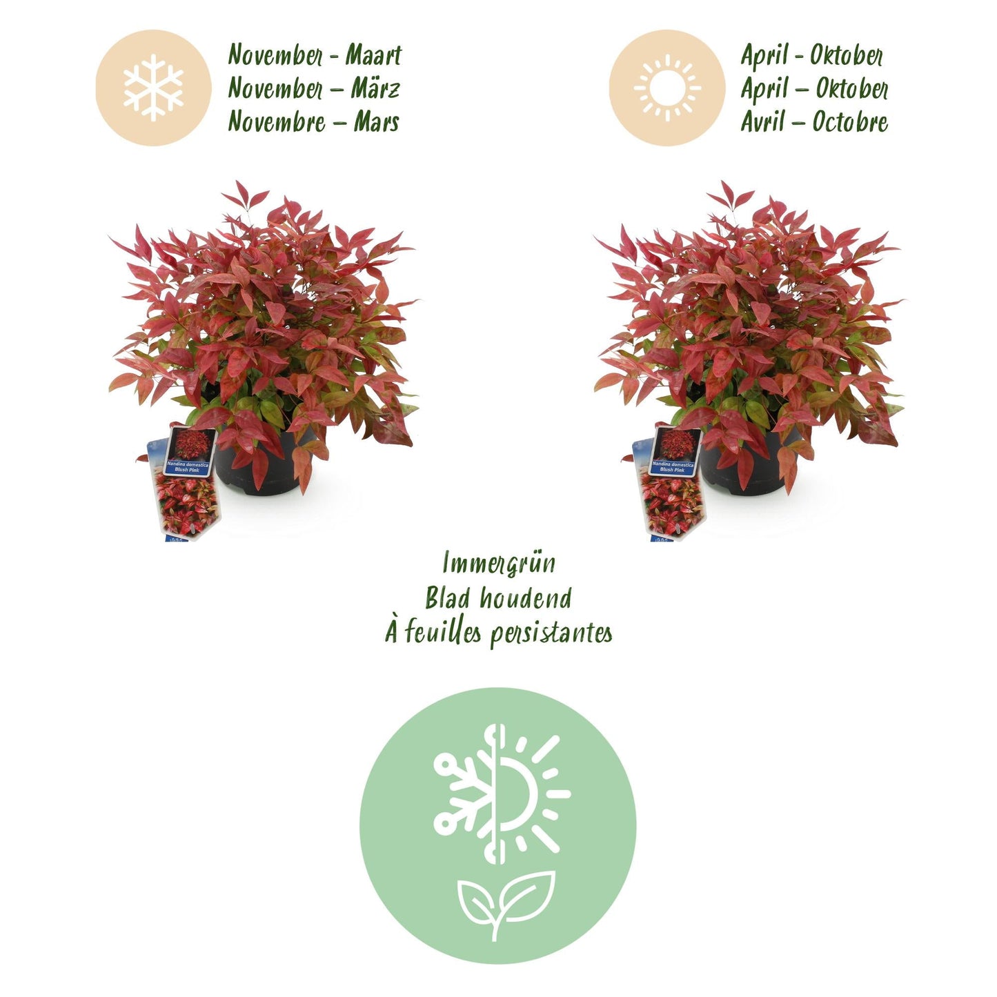 Tuinplant - Nandina Blush Pink - 2 Planten - Weinig Onderhoud - Forestbloom