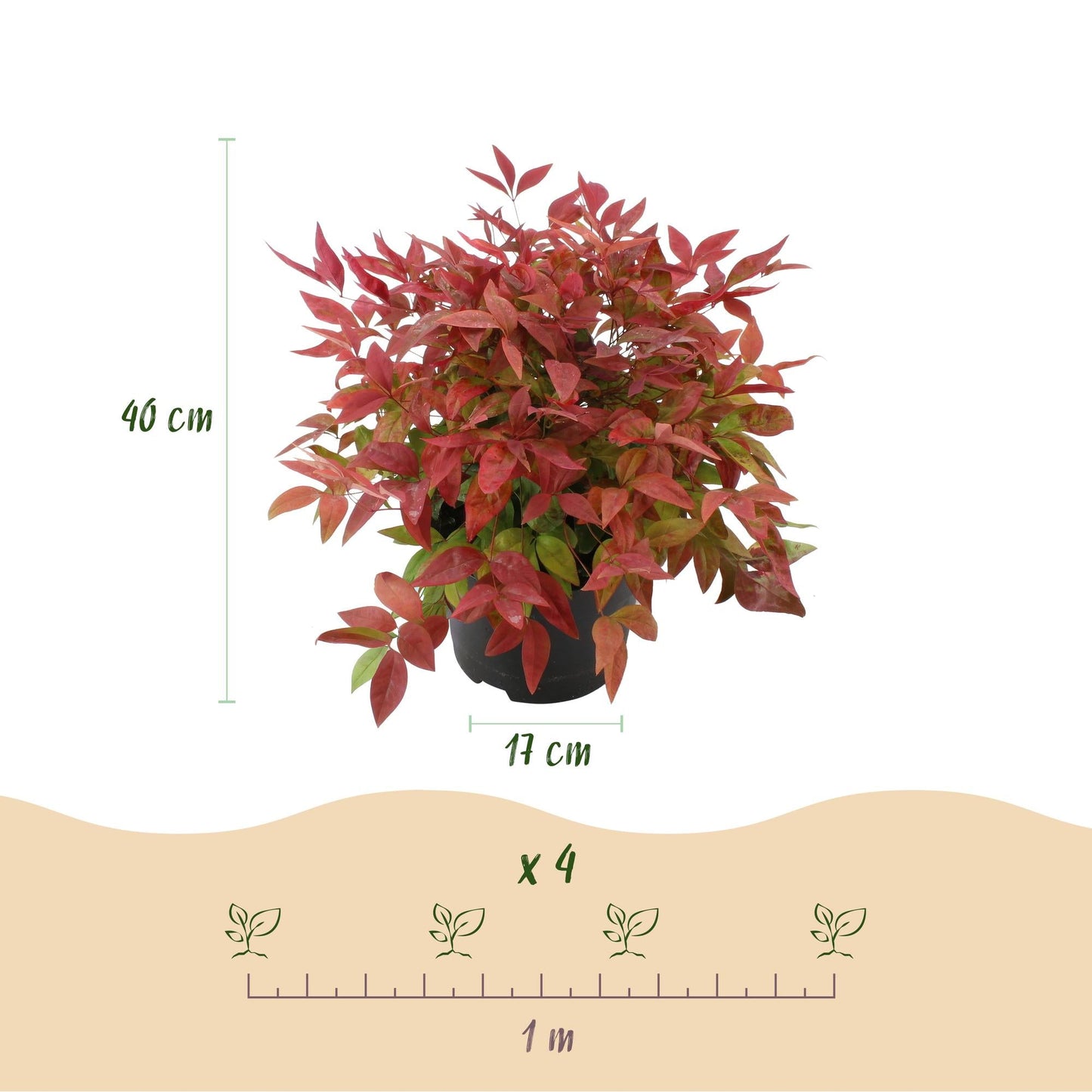 Tuinplant - Nandina Blush Pink - 2 Planten - Weinig Onderhoud - Forestbloom