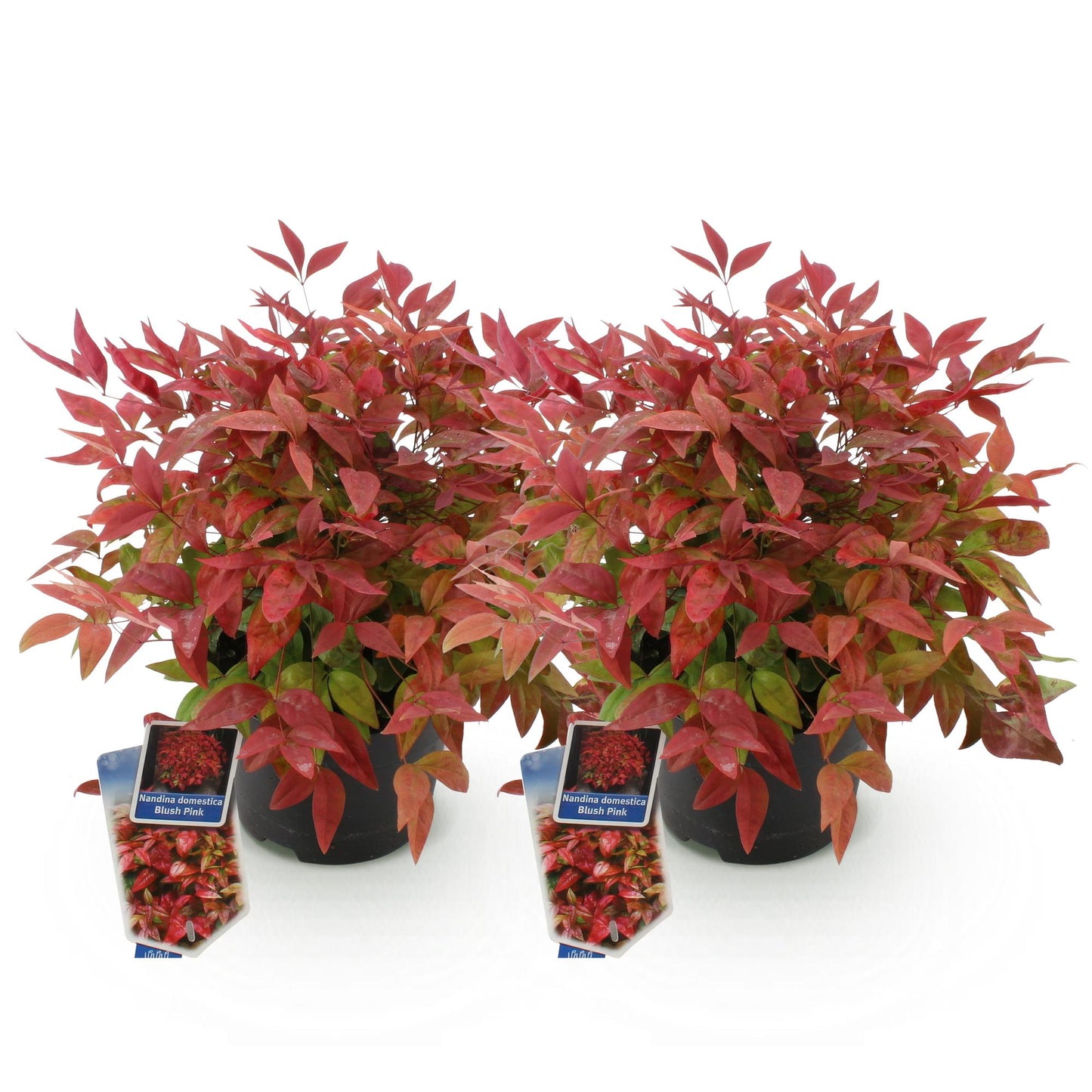 Tuinplant - Nandina Blush Pink - 2 Planten - Weinig Onderhoud - Forestbloom