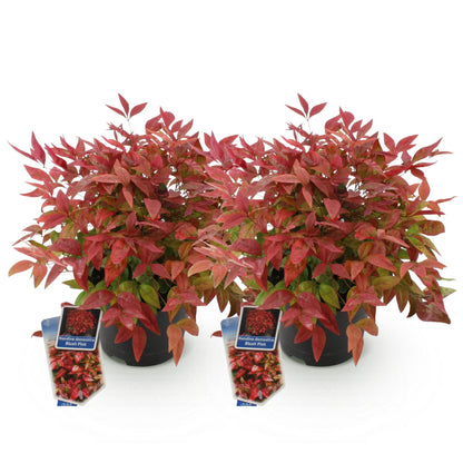 Tuinplant - Nandina Blush Pink - 2 Planten - Weinig Onderhoud - Forestbloom