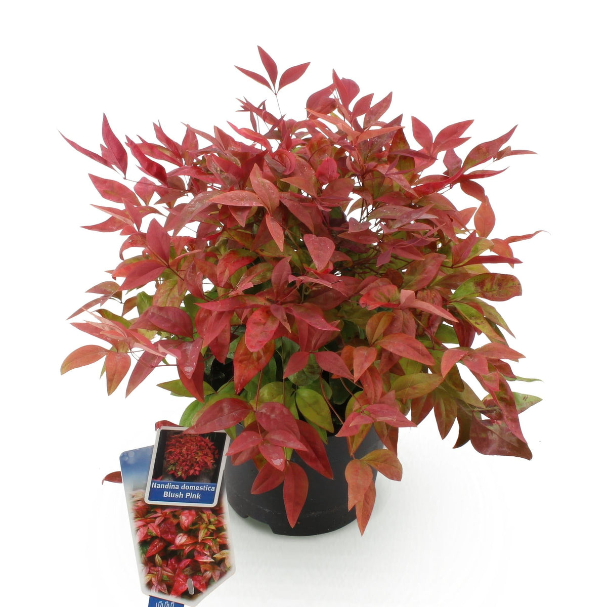 Tuinplant - Nandina Blush Pink - Weinig Onderhoud - Forestbloom