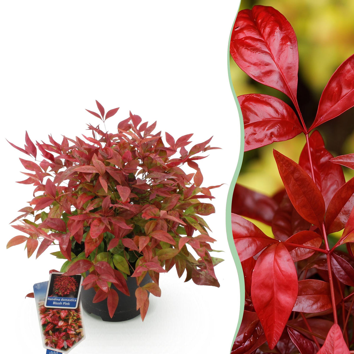 Tuinplant - Nandina Blush Pink - Weinig Onderhoud - Forestbloom
