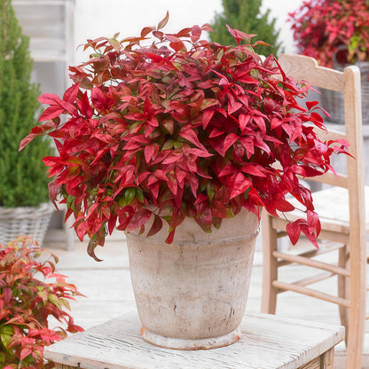 Tuinplant - Nandina Blush Pink - Weinig Onderhoud - Forestbloom