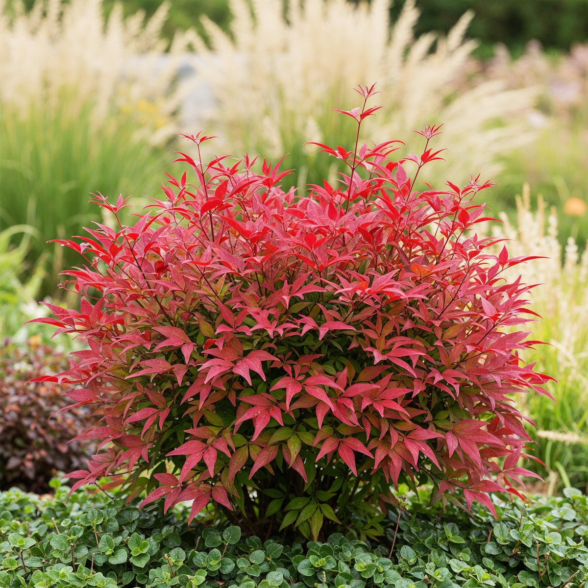 Tuinplant - Nandina Blush Pink - Weinig Onderhoud - Forestbloom