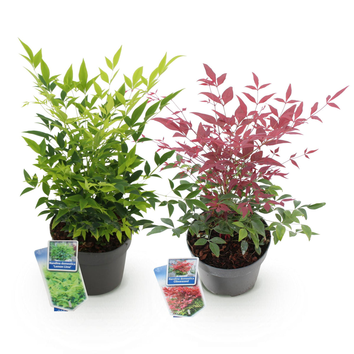 Tuinplant - Nandina Duo - 2 Planten - Weinig Onderhoud - Forestbloom